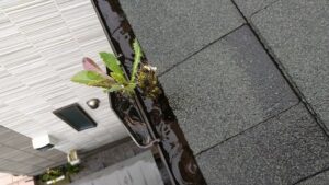 東京都荒川区｜雨樋のつまり清掃 (5)