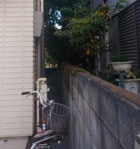 東京都豊島区・お隣の敷地からのツタ撤去 (2)